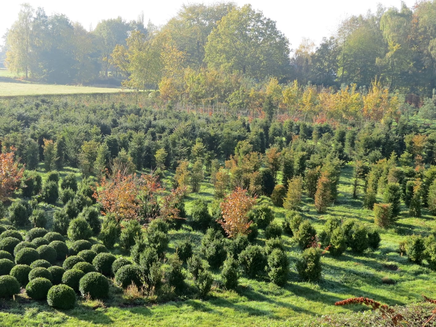 architecte et aménagement de jardins pépinière